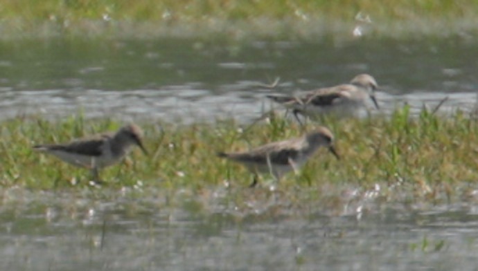 Semipalmated Sandpiper - ML238105411