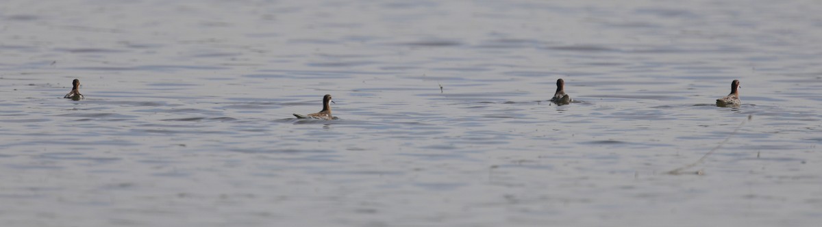 Red-necked Phalarope - Patrick Coin