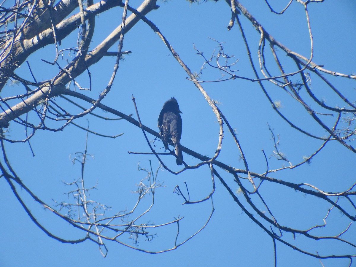 Smoke-colored Pewee - ML238105981