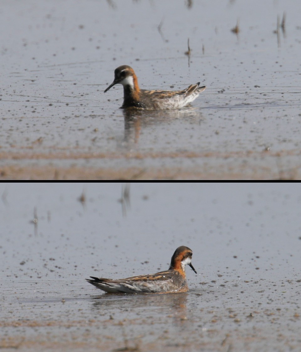 Phalarope à bec étroit - ML238105991