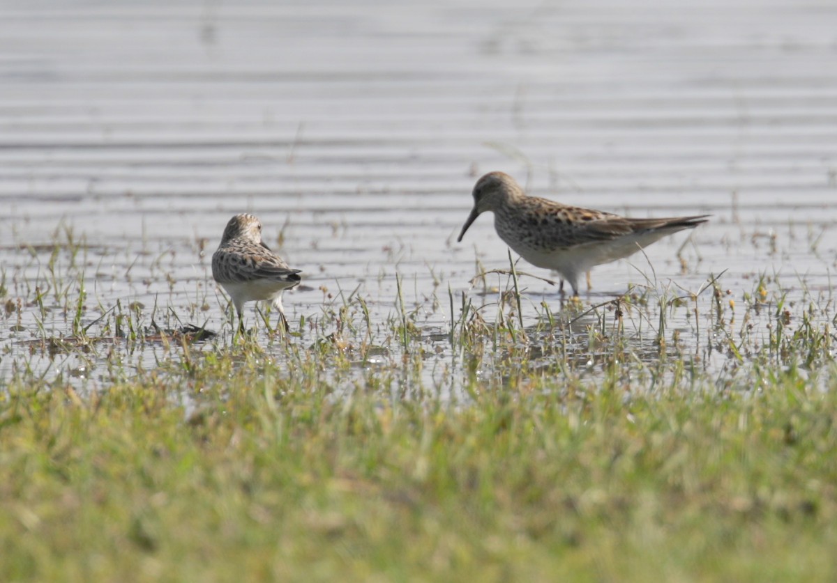 Weißbürzel-Strandläufer - ML238107561