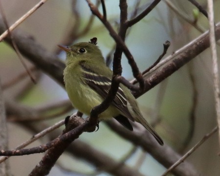 Yellow-bellied Flycatcher - ML238108581