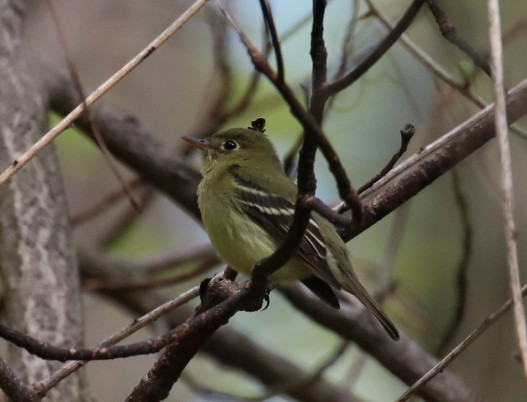 Yellow-bellied Flycatcher - ML238108591