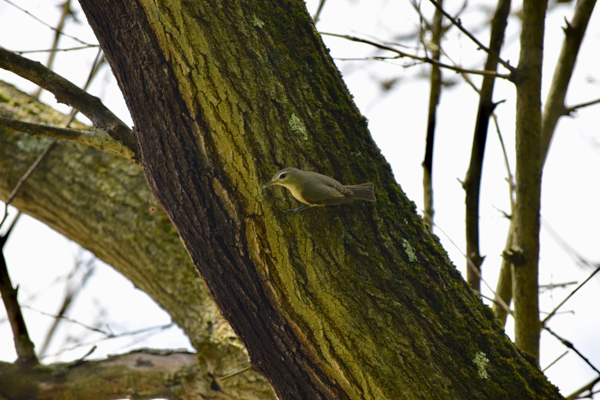 Ötücü Vireo - ML238109881