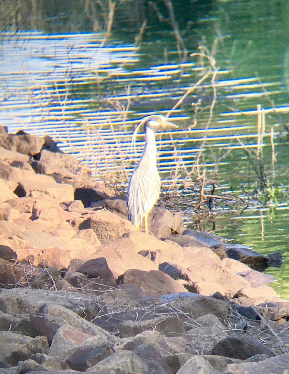 Yellow-crowned Night Heron - ML238110701