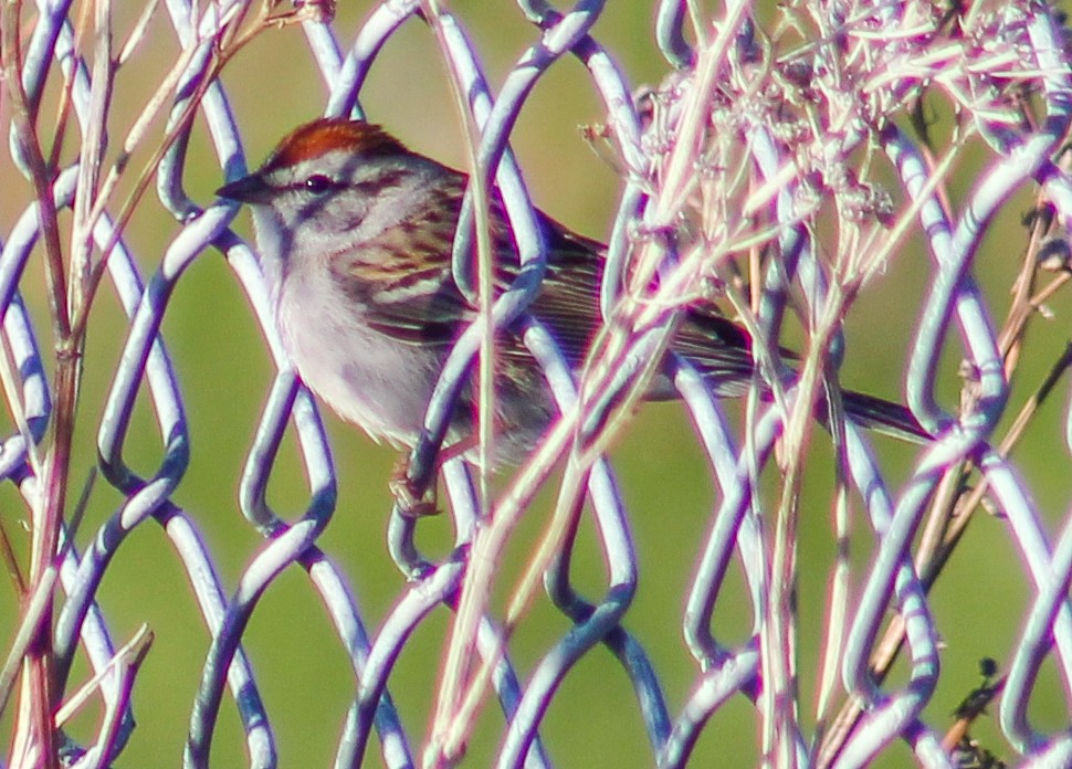 Chipping Sparrow - ML238111251