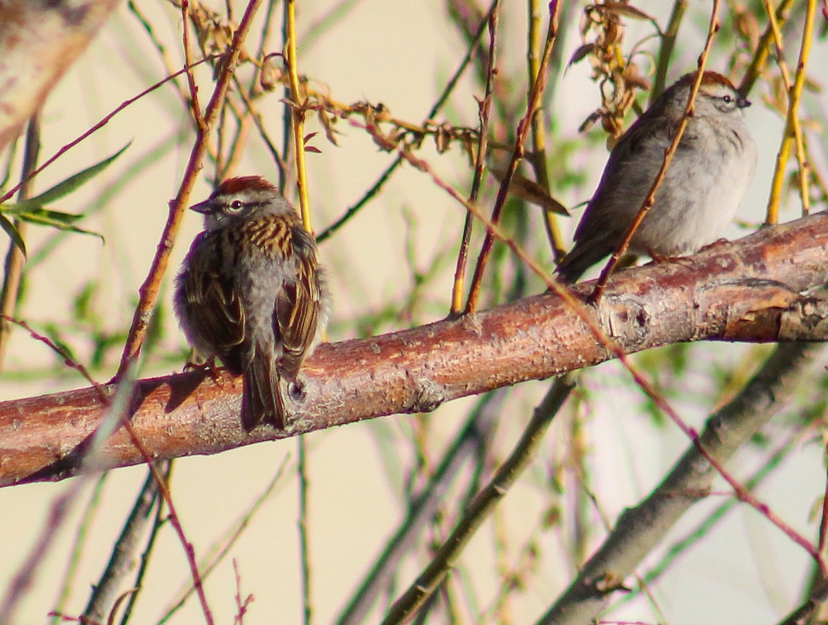 Chipping Sparrow - ML238111301