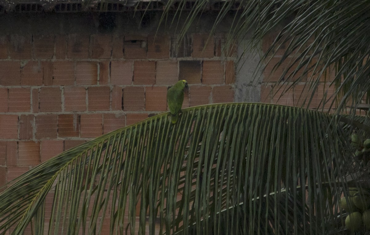 Turquoise-fronted Parrot - Leonardo Araújo