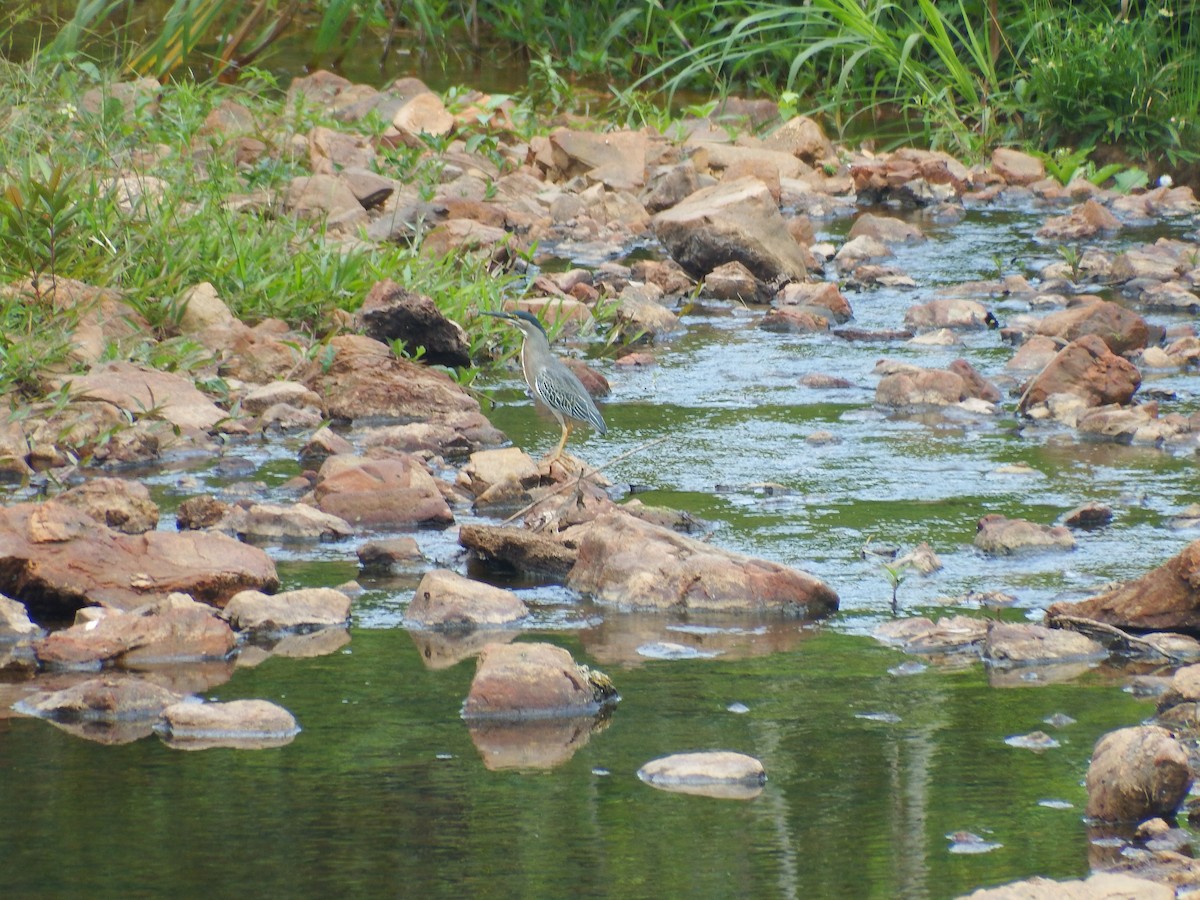 Striated Heron - D HARVEY