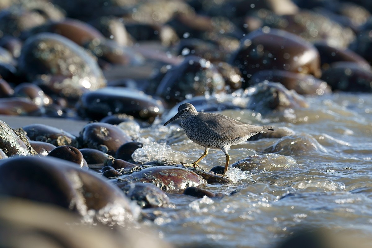 Wanderwasserläufer - ML238113381