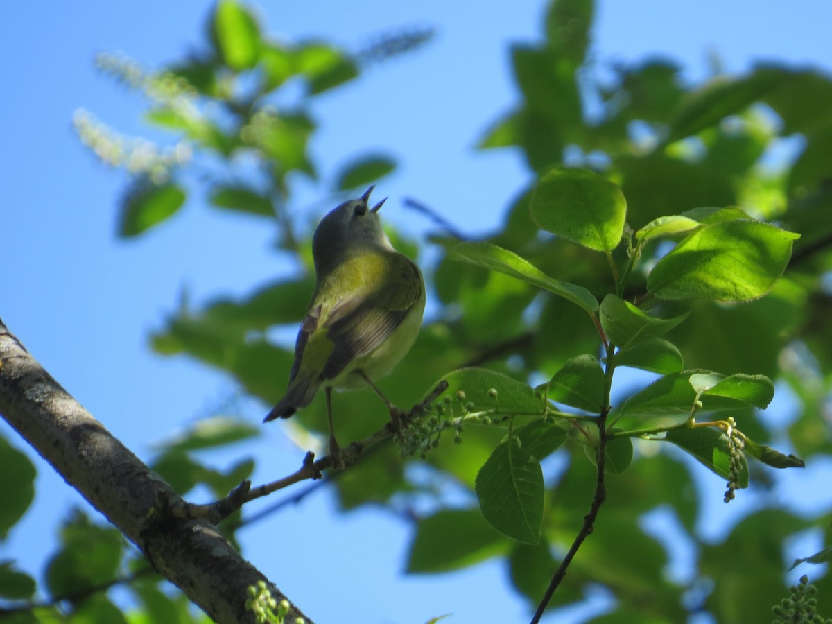 Tennessee Warbler - ML238113401