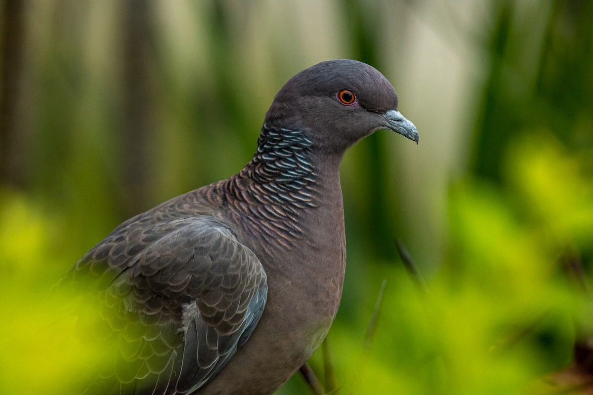 Picazuro Pigeon - ML238115891