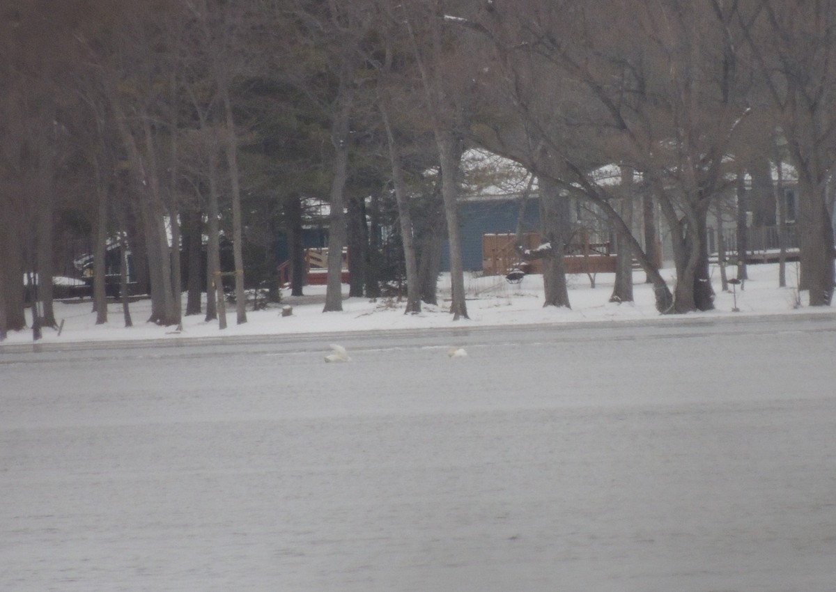 Mute Swan - ML23811631