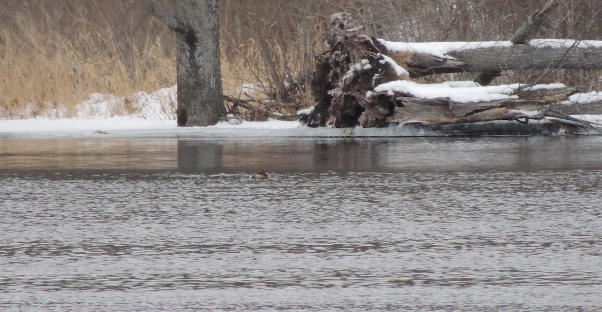 Pied-billed Grebe - ML23811641