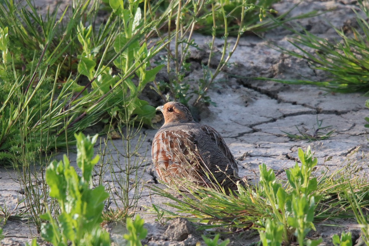 Gray Partridge - ML238117341