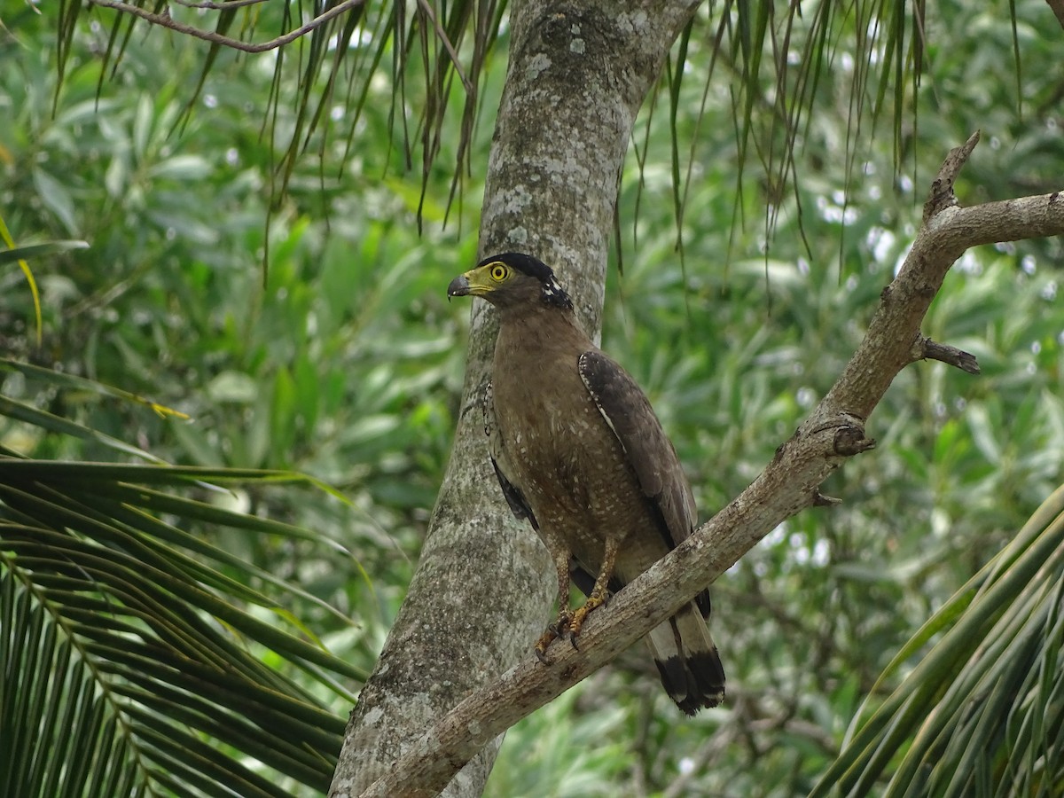 Haubenschlangenadler - ML238117541