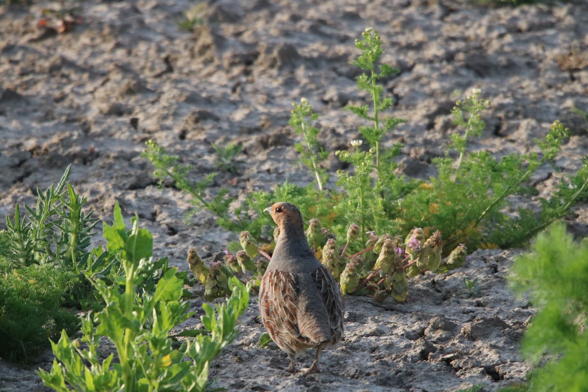 Gray Partridge - ML238117691