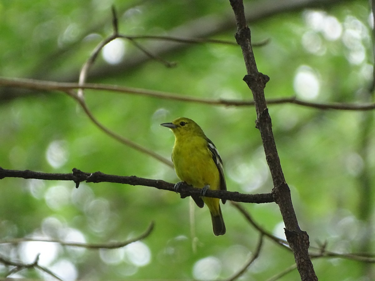 Common Iora - ML238117741