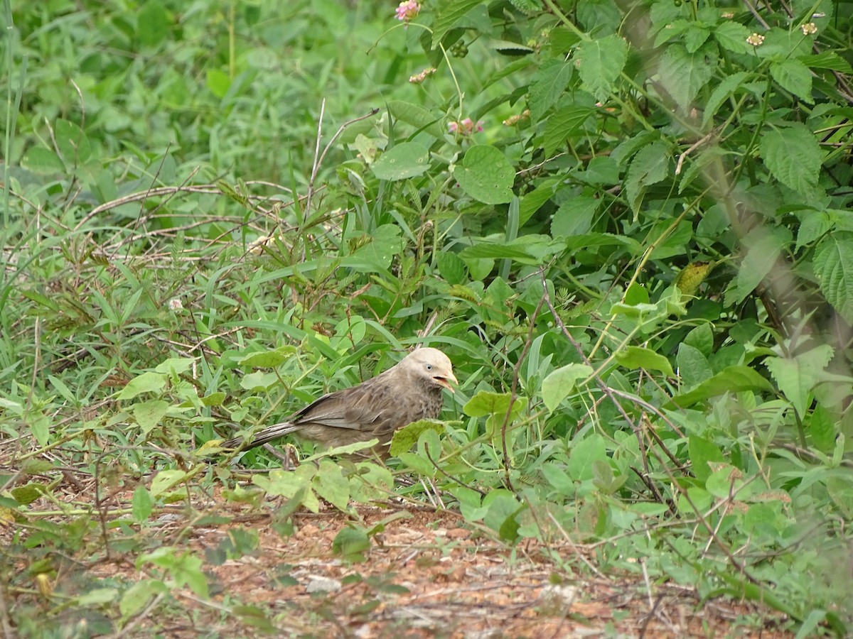 Yellow-billed Babbler - ML238118111