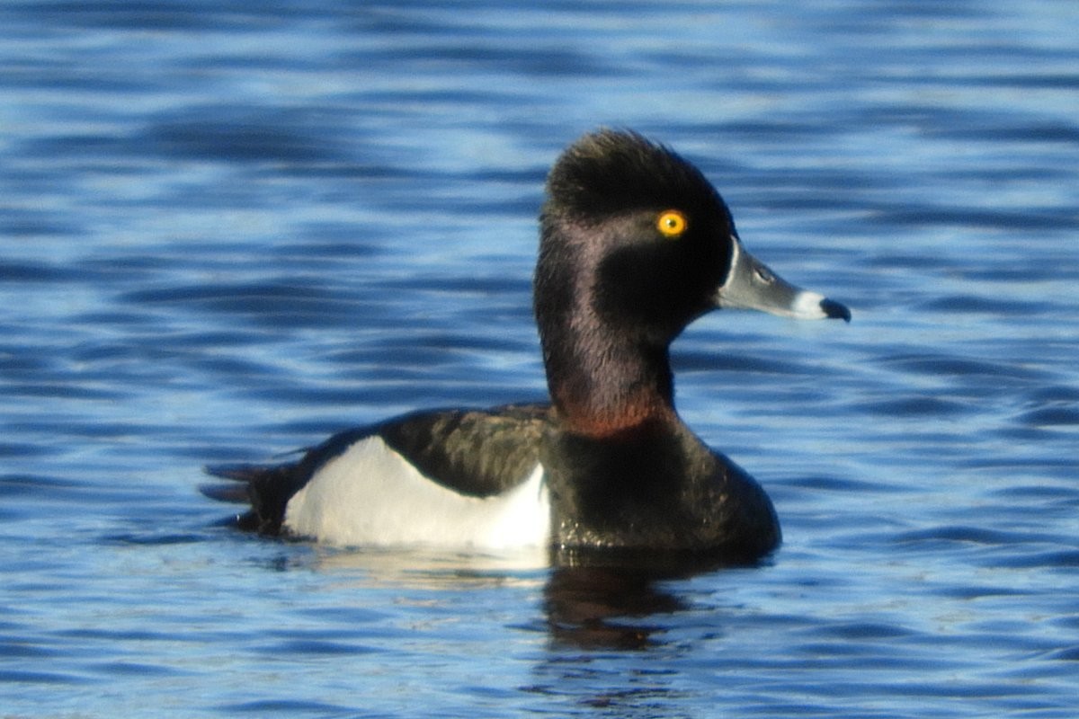 Ring-necked Duck - Sandi Keereweer