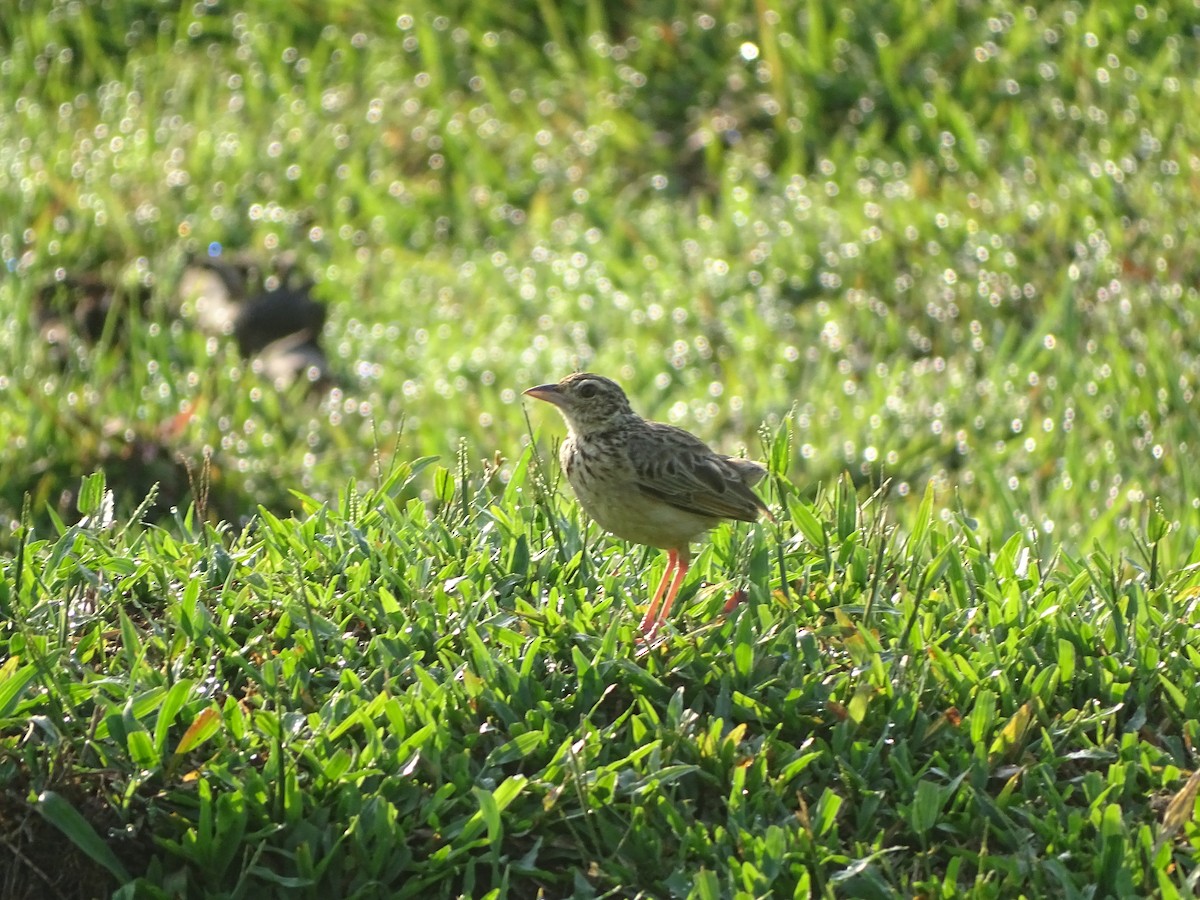 Jerdon's Bushlark - ML238118631