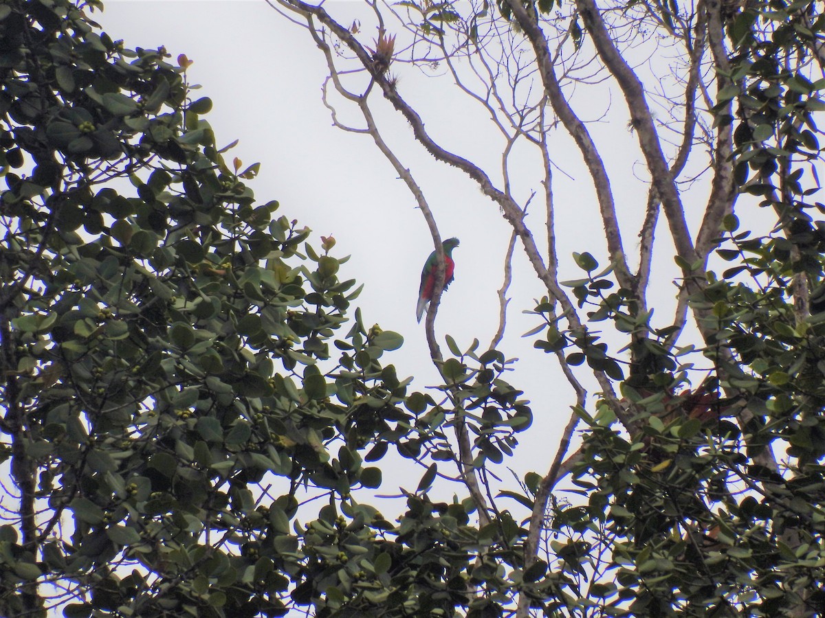 Crested Quetzal - ML238119301