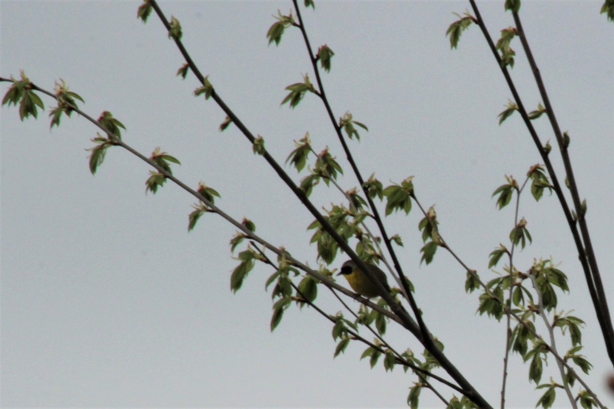 Common Yellowthroat - ML238119701