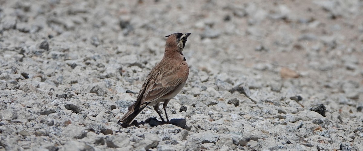 Horned Lark - ML238120091