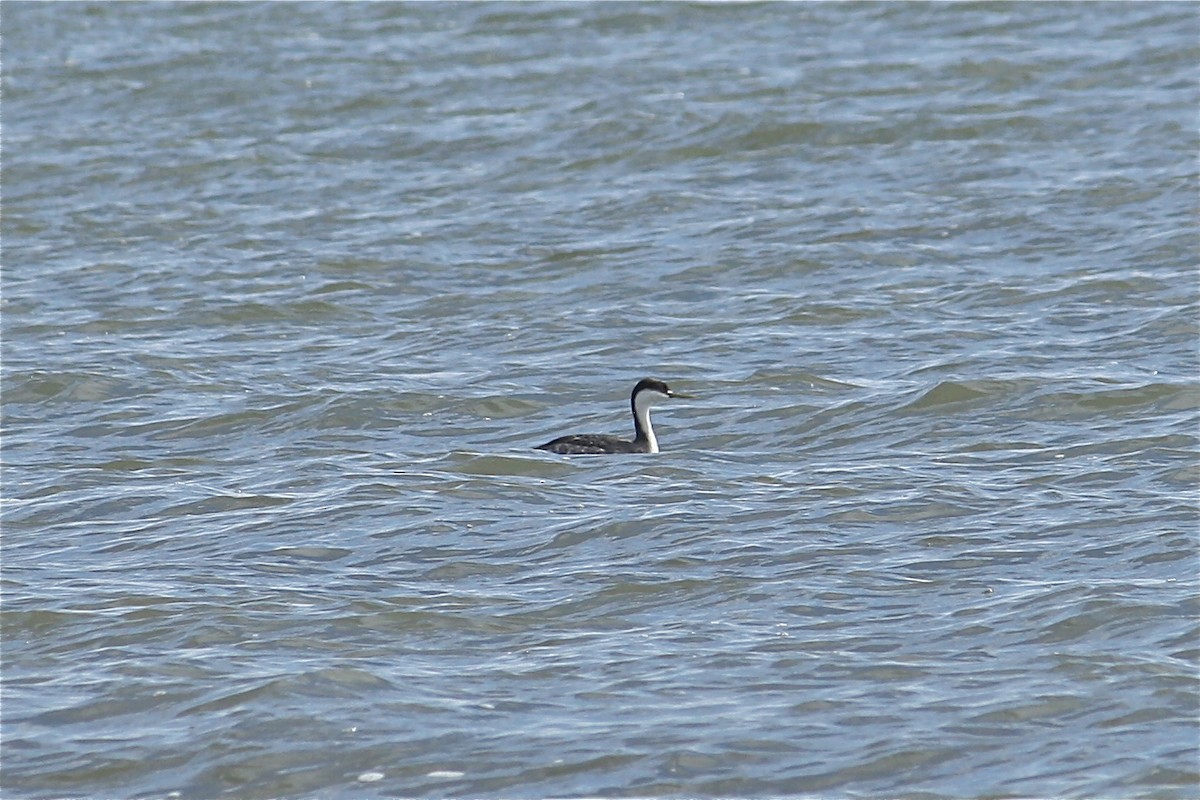 Western Grebe - ML23812041