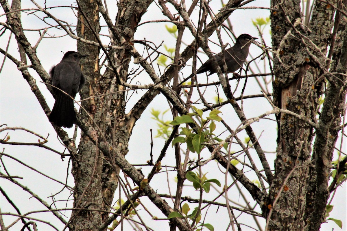 Gray Catbird - ML238121221