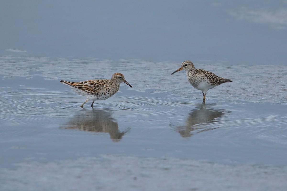 Pectoral Sandpiper - Jeran Lin