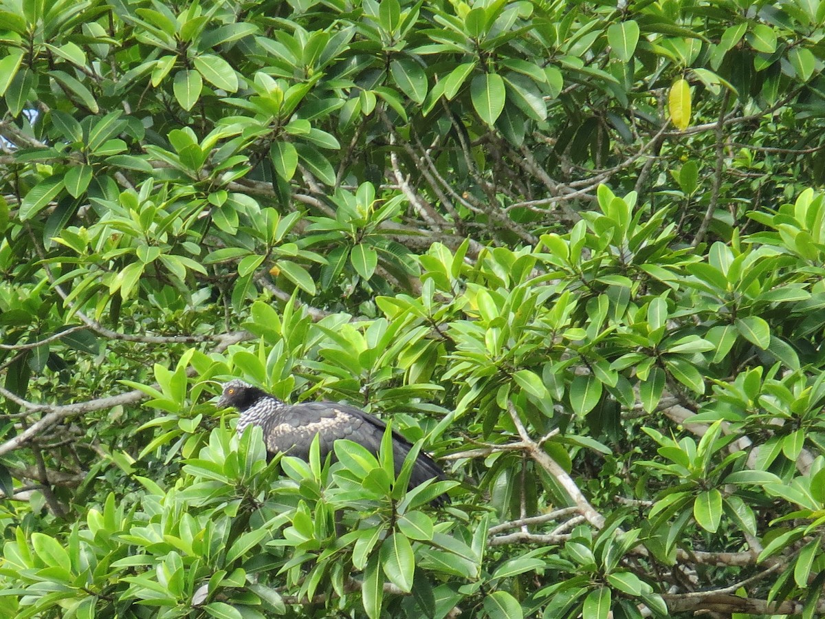 Horned Screamer - ML238122291