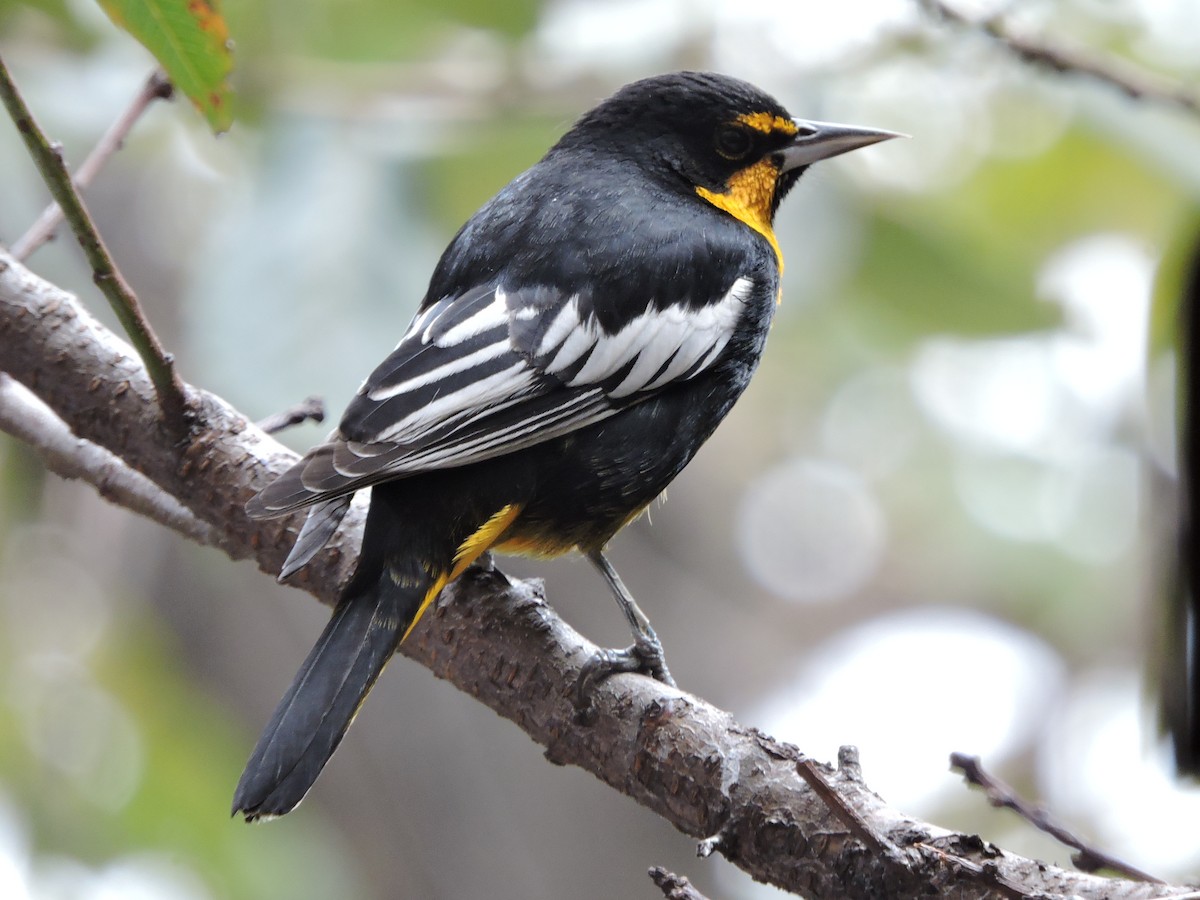 Black-backed Oriole - Manuel Becerril González