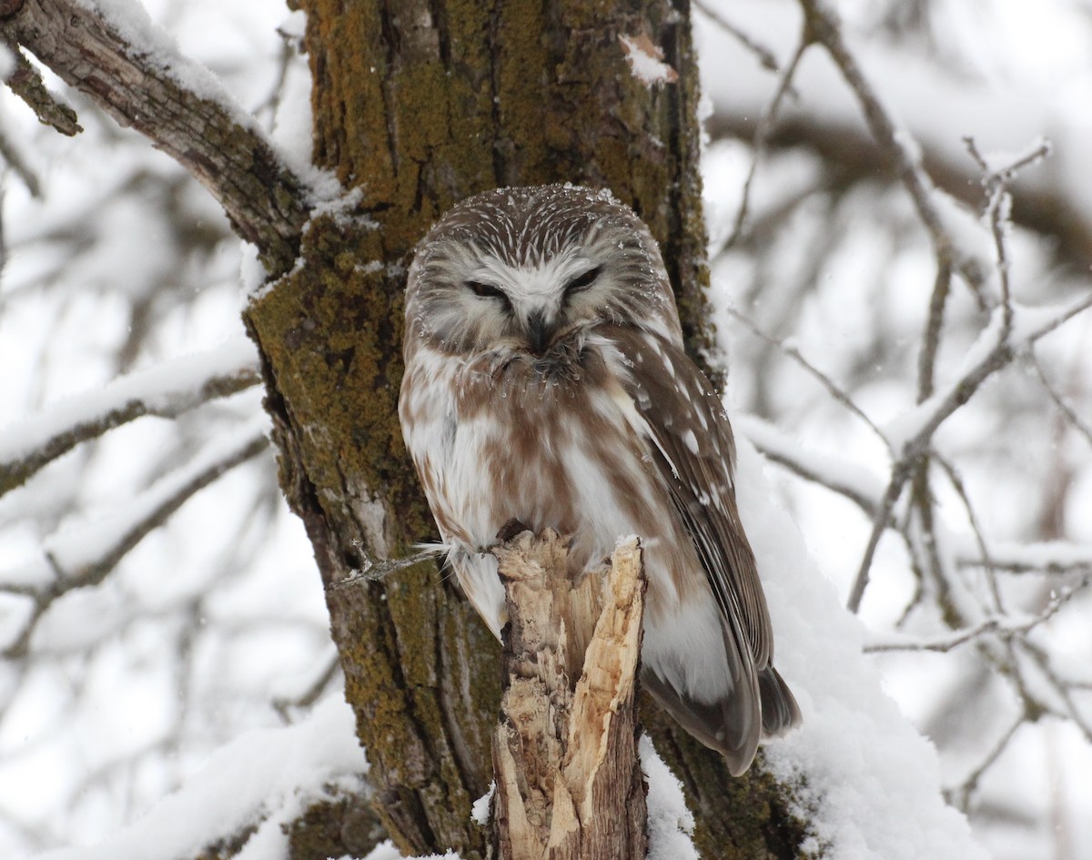 Northern Saw-whet Owl - ML23812401