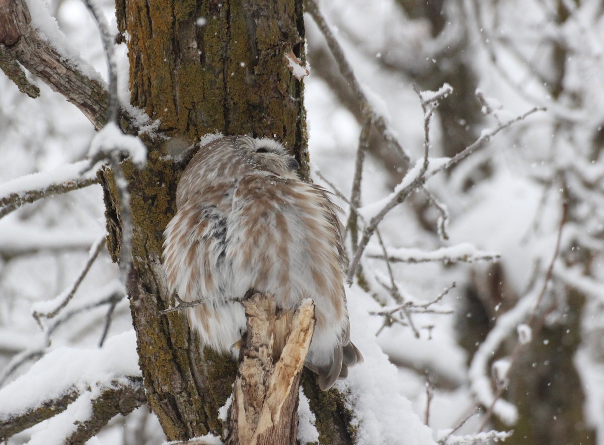 Northern Saw-whet Owl - ML23812421