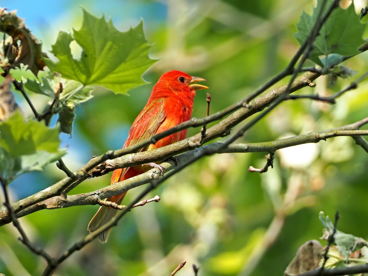 Summer Tanager - ML238127331