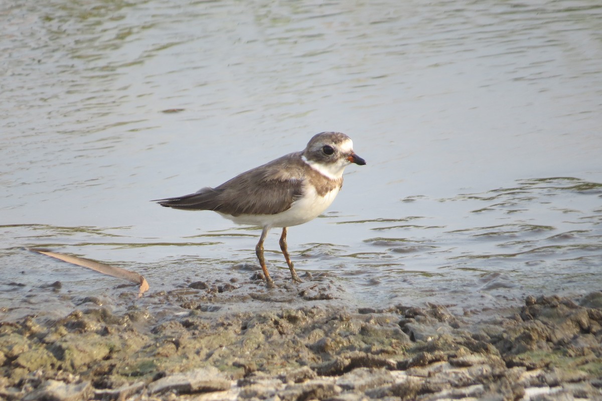 Semipalmated Plover - Matthias van Dijk