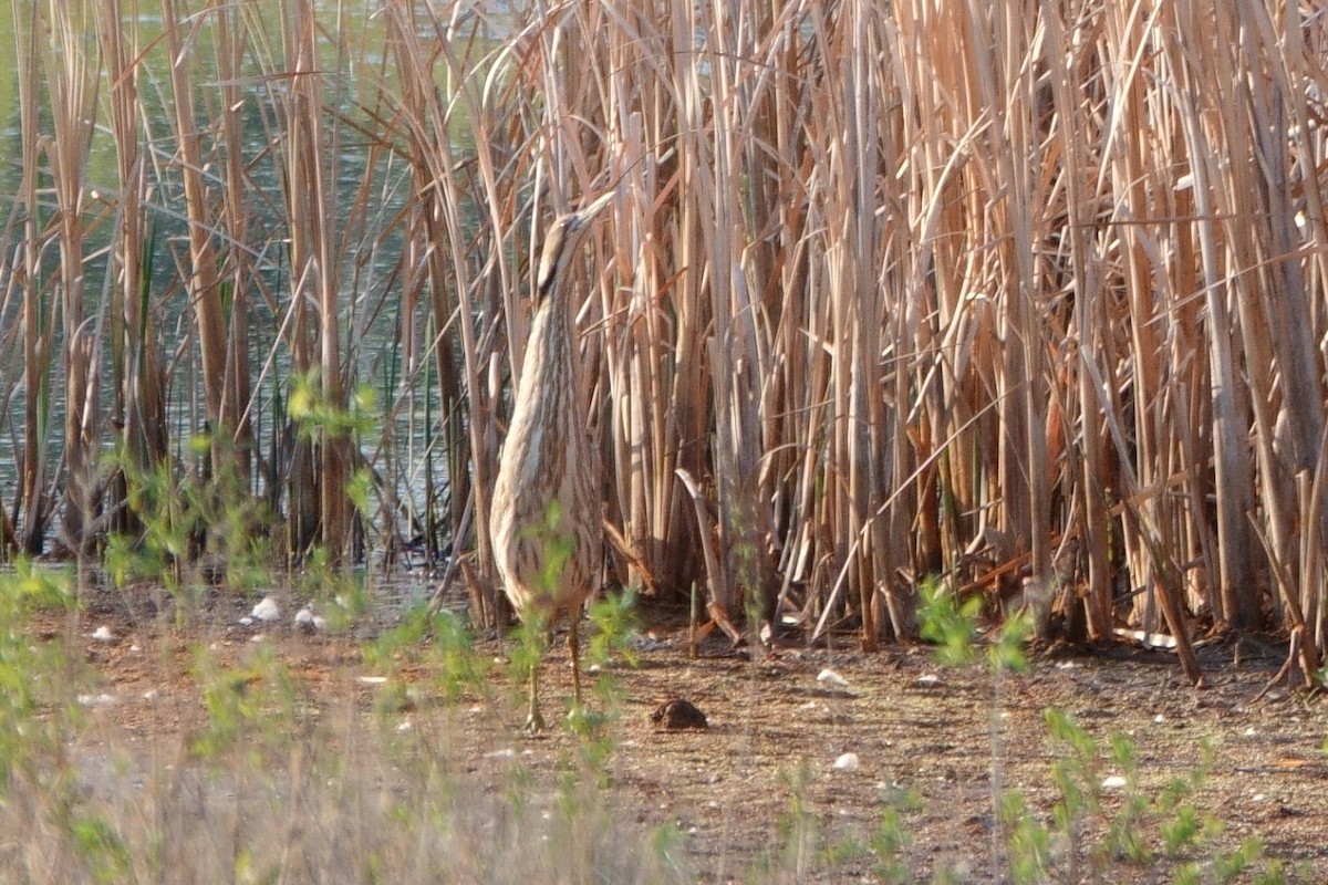 American Bittern - ML238128361