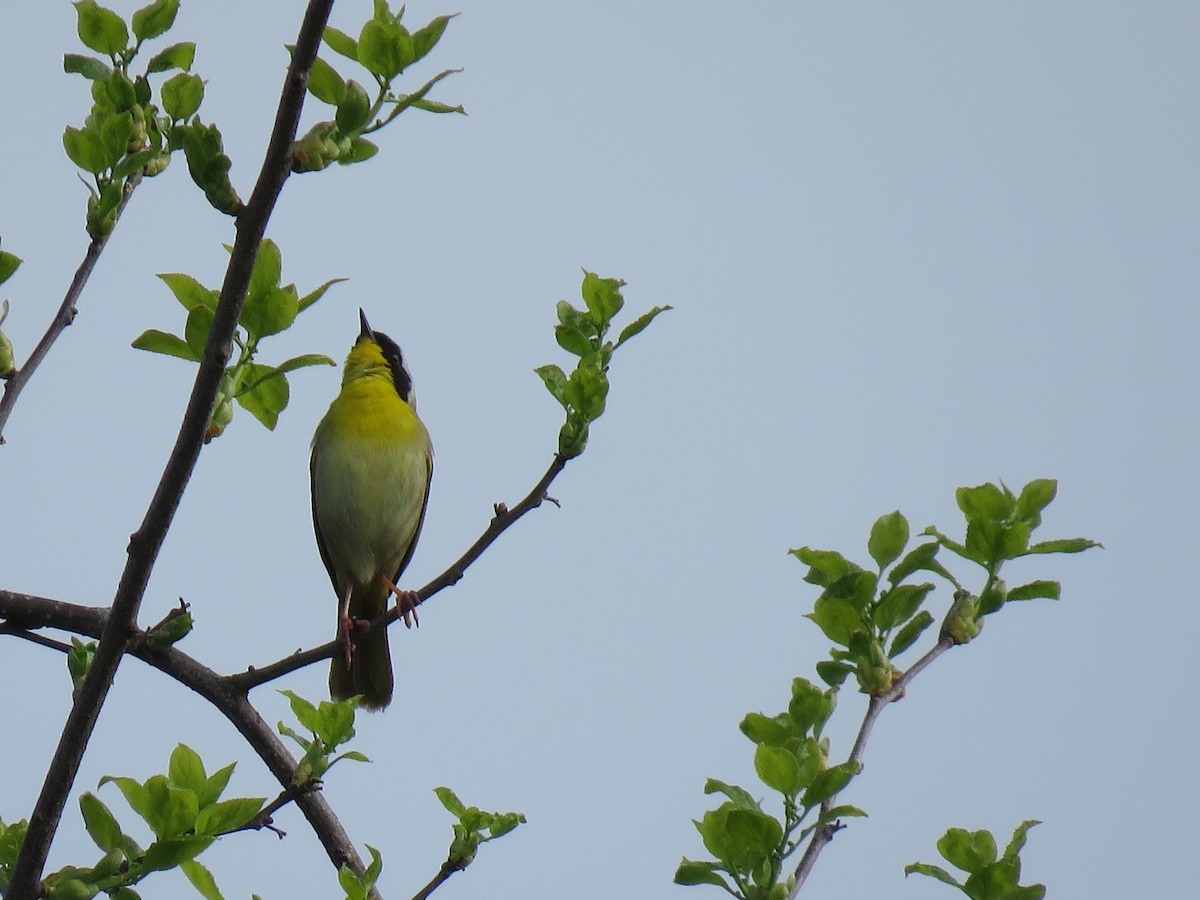 Common Yellowthroat - ML238128881