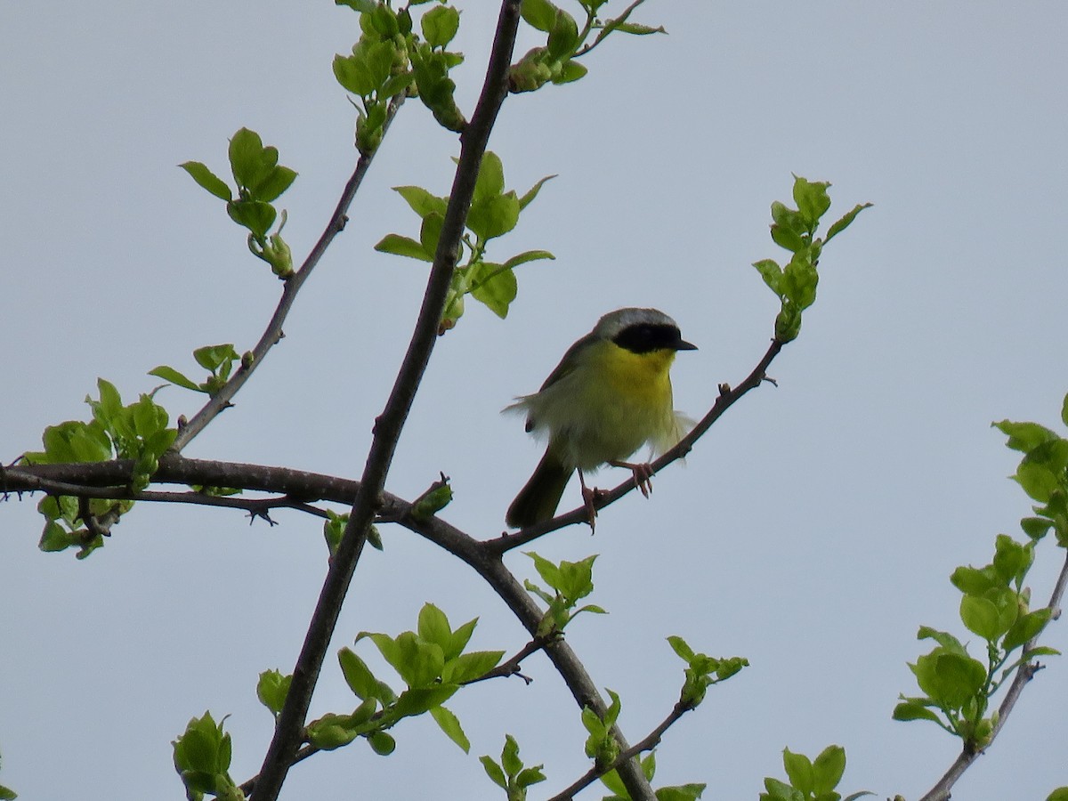 Common Yellowthroat - ML238129041