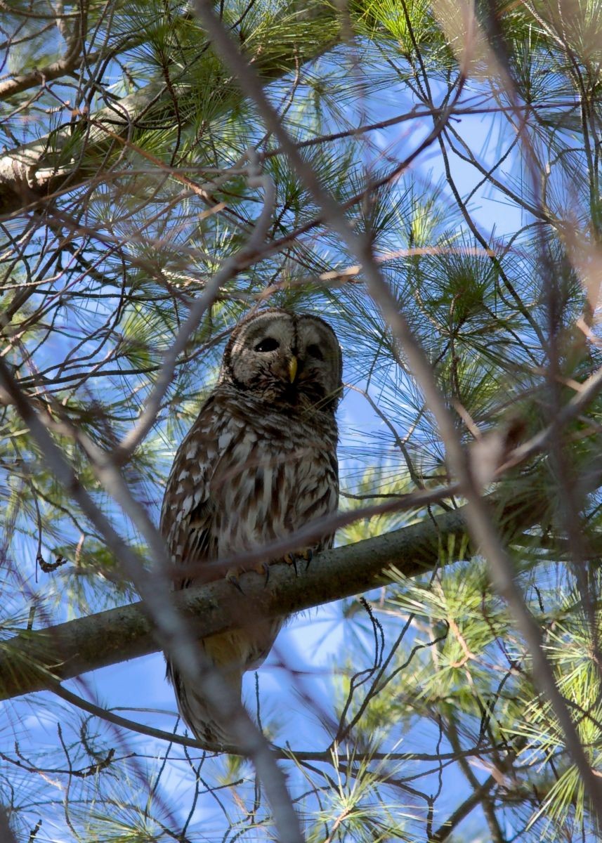 Barred Owl - ML23812941