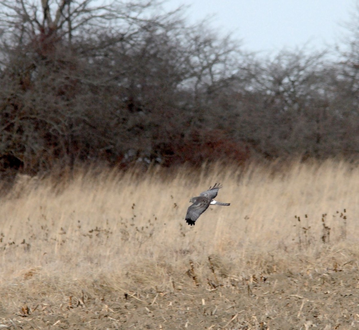 Northern Harrier - ML23812971