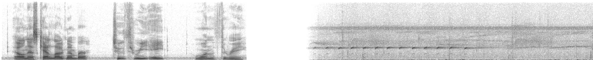 Fourmilier zébré (griseiventris) - ML23813