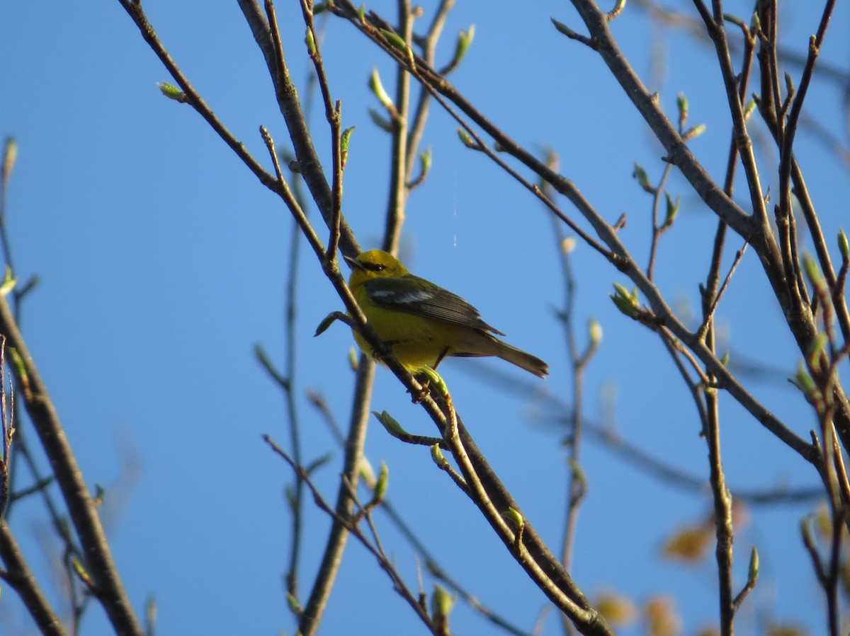 Blue-winged Warbler - ML238130881