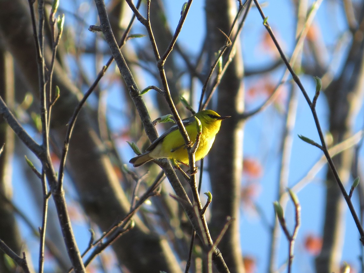 Blue-winged Warbler - ML238130901