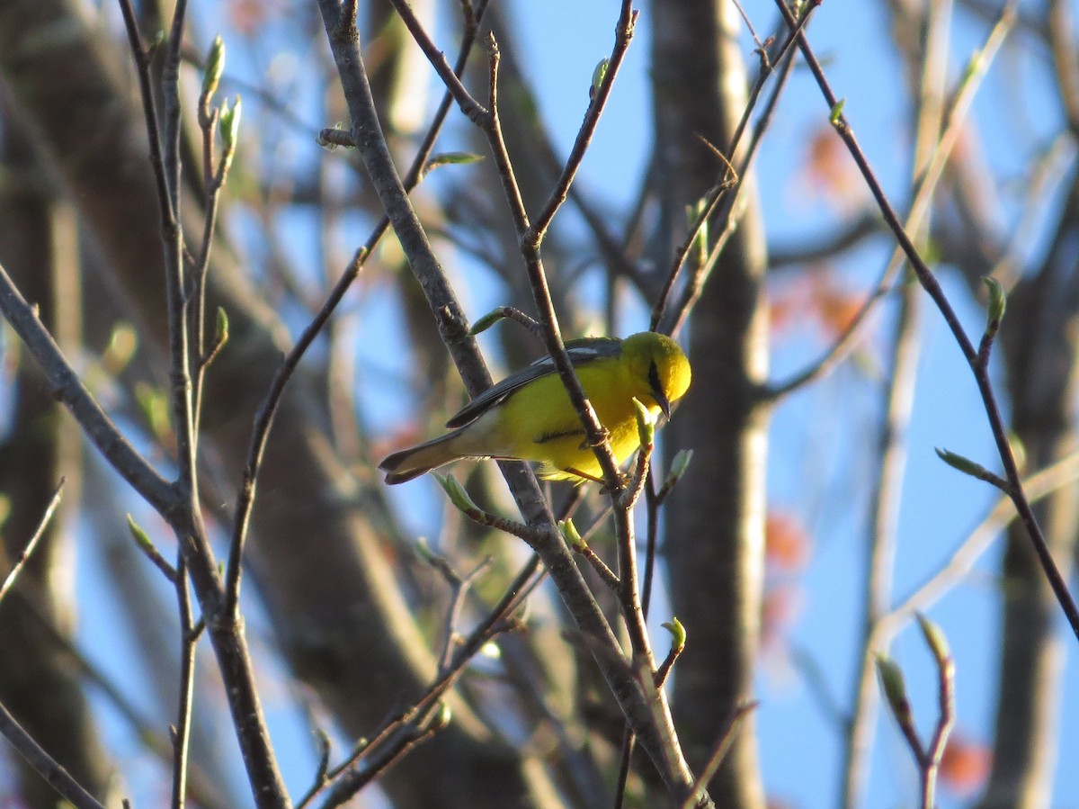 Blue-winged Warbler - ML238130911