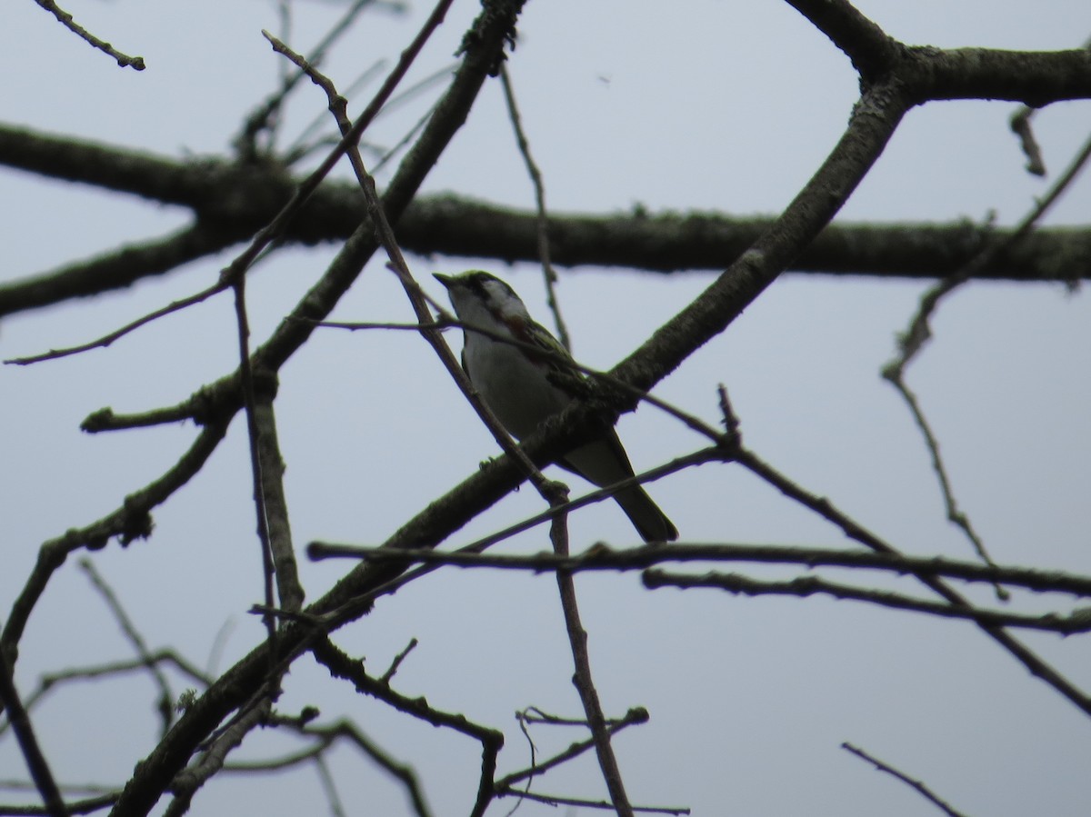Chestnut-sided Warbler - ML238131011