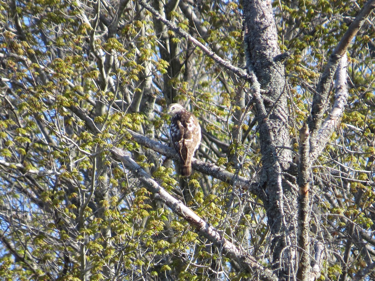 Broad-winged Hawk - ML238131201