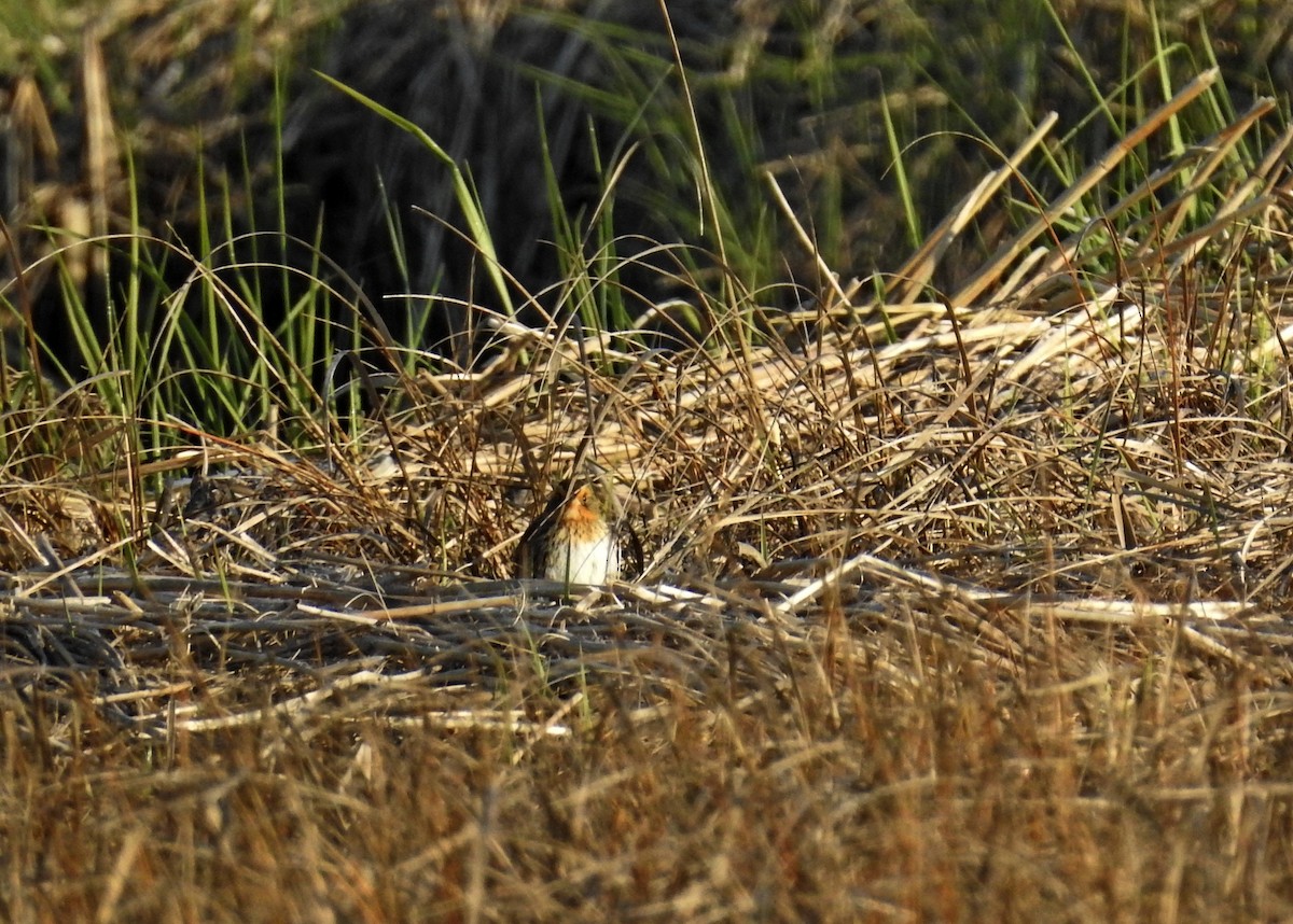 Saltmarsh Sparrow - ML238132621