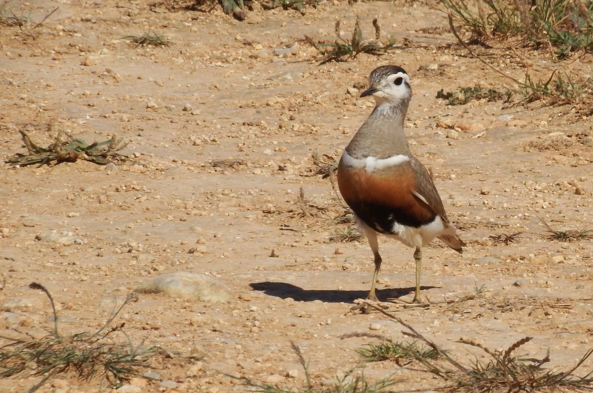 Eurasian Dotterel - ML238134591